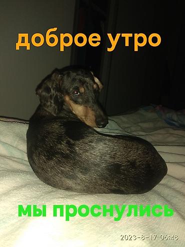 выгул: Гостиница для собак-это отличный вариант решения проблем,когда питомца — 6