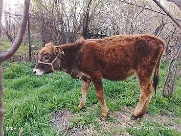 Коровы, быки: Продаю | Тёлка, Музоо, торпок — 7