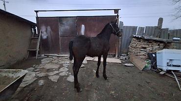 Лошади, кони: Продаю | Жеребенок | Полукровка | Для разведения — 10