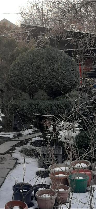 Садовые цветы и кустарники: Саженцы цветка: Пионы, Самовывоз — 12