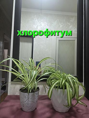 Антуриумы: Антуриум Андре (Anthurium andreanum) в декоративном кашпо. - — 22