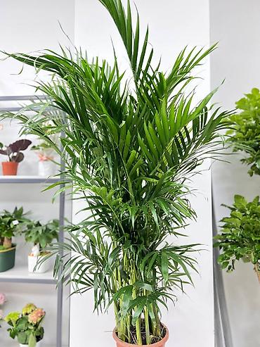 Другие комнатные растения: 🌿 Зелёное счастье для вашего дома 🌿 Комнатные растения и свежие цветы — 7