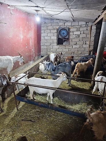 Mal-qara: Satlıq keçi sürüsü - Növ: yerli cins qarışığı (ağ, qara, boz və — 8