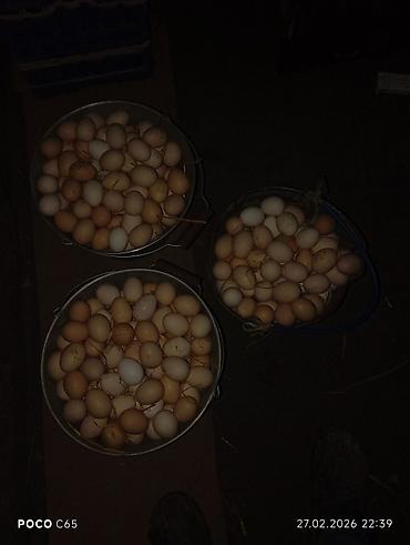 zəncirotu balı: Məhsul: Təmiz kənd təsərrüfatı yumurtaları və yeni çıxmış cücələr — 8