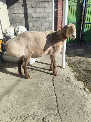 Бараны, овцы: Продаю | Овца (самка) | Эдильбаевская | Для разведения | Племенные — 1