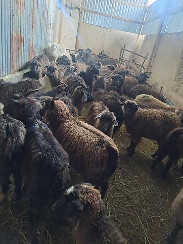 Козы, козлы: Ушул жаш малдыка эчкилер сатылат 47баш обший 13чо былтыркы улактары — 9