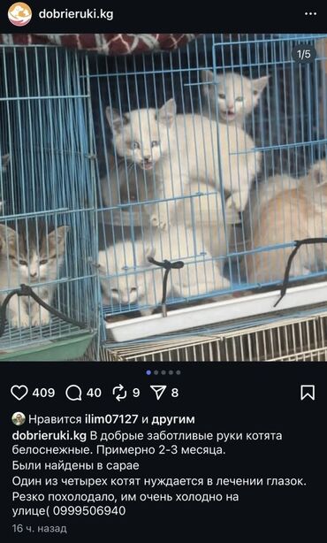 сколько стоят вислоухие кошки: Котята для пристройства - Возраст: примерно 2–3 месяца - Окрас: в