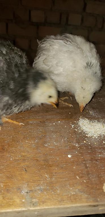 Куры, петухи: Продаю | Цыплята | Для разведения — 8