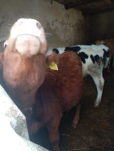 Dana, buzov: Dana, buzov, Dişi, ay: 9, 250 kq, Damazlıq, Ünvandan götürmə — 12