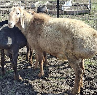 Баран, овца: Продаю | Баран (самец) | Арашан | Для разведения — 4