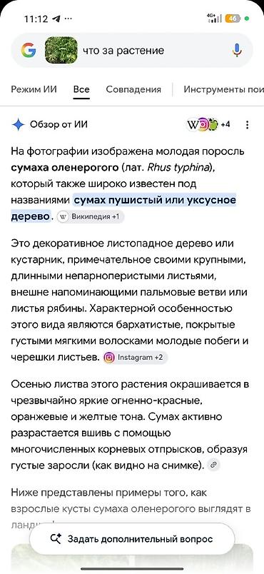 пенек купить: Продаю саженцы уксусного дерева интернетное название Сумах. высота — 2