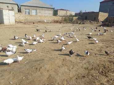 Göyərçinlər: Məhsul: Göyərçin sürüsü Təsvir: - Şəkillərdə müxtəlif rəng və — 3