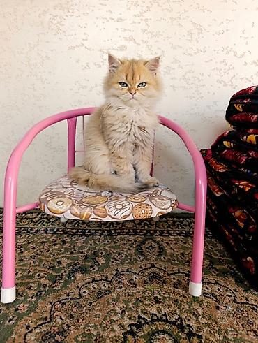 cat sofa: Скотиш Страйт (Шотландская прямоухая), 3 месяца, Мальчик, Золотая шиншилла, Приучена к лотку, Проглистована — 1
