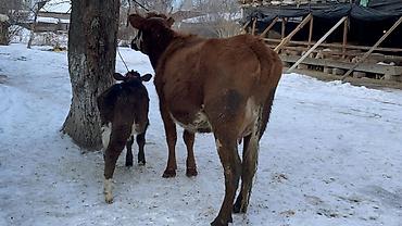 Коровы, быки: Продаю | Корова (самка) | Полукровка | Для молока | После отела at lalafo.kg — 4 Коровы, быки: Продаю | Корова (самка) | Полукровка | Для молока | После отела — 4