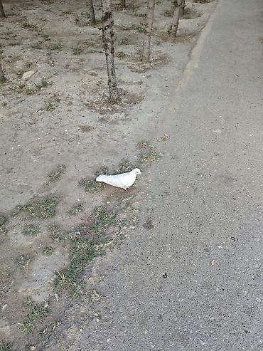 Sağlam göyərçinlərdir. kim satılır şəkildəki ağ mayanın ayağında lalafo.az -da Sağlam göyərçinlərdir. kim satılır şəkildəki ağ mayanın ayağında