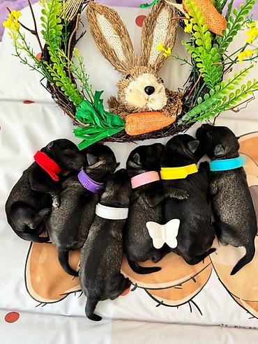 Psi: Patuljasti Snaucer Biber so boja 5 zenki 1 muzjak Stenad su iz — 6