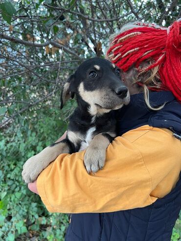 Отдам даром собаку: Собака даром: Дворняжка, 4 месяца, Самец — 8