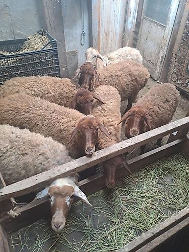 qoyun satis: Hər biri 235 manat.Erkəkdirlər.055 862 74 97 nömrəsinə yazın — 1