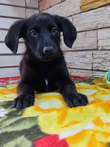 Продажа собак: Мальчик ищет дом. Привезём сами. Дважды привит — 9