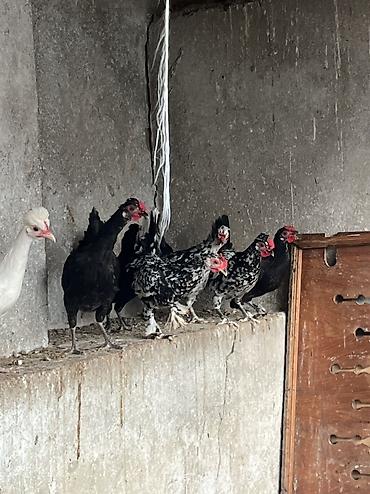 kend colpası: Yaponkalar kiçik böyük ölçüdə 
həyətdə özüm saxlayıram sağlamdırlar — 6