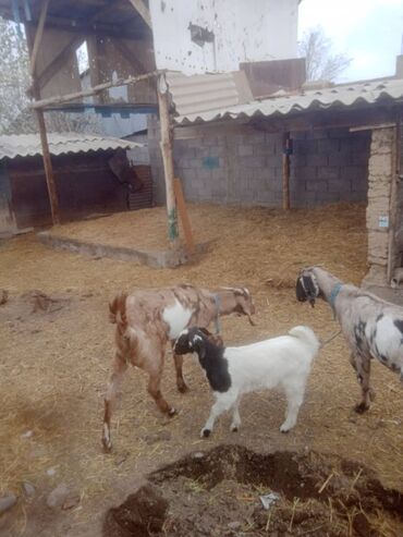 оптом козу: Продаю | Коза (самка), Козлёнок | Битал | Для разведения, Для молока | Племенные