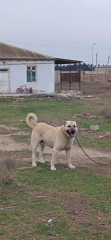 İtlər: Kanqal, 2 il, Erkek — 9