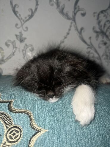 купить вислоухого котенка: Мышык бекер берилет: Скотиш Фолд (Шотландиялык шалпаң кулак), 4 айлык, Ургаачы, Лотокко барууга үйрөтүлгөн