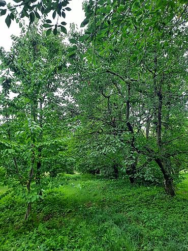 otaq bitkiləri: Quba rayonu İqriq kəndində Təcili olaraq 36 sot, baxımlı və məhsuldar — 6