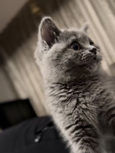 все для животных: Породистый ласковый котенок(мальчик) Обучен кошачьему этикету (приучен