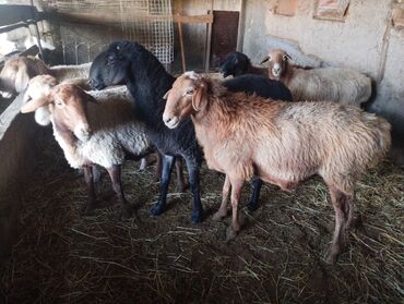 срочно продаю в связи с переездом: Сатам | Ургаачы кой (ургаачы), Кочкор (эркек)