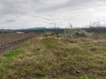 Torpaq sahələrinin satışı: Kənd təsərrüfatı — 1