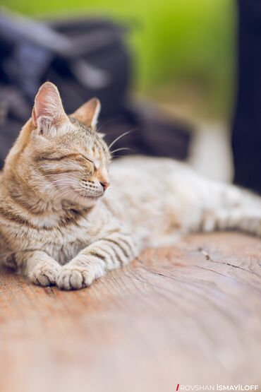 Foto və video çəkiliş: Foto çəkiliş, Video çəkiliş | Yerinə gəlməklə | Tədbirlərin çəkilişi, Love story, Slide Show — 7