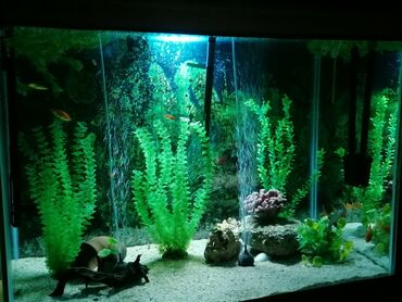 Akvariumlar: Balıqlarla birlikdə, 450 l