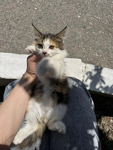 котята шиншиллы: Котята – ласковые, игривые ищут 🏡 Разные окрасы: - бело-серый с — 2