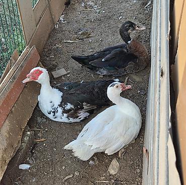 brama toyuqlari satisi: Muscovy ördəkləri – 3 baş - Növlər: Muscovy (hinduşka ördəyi kimi də — 1