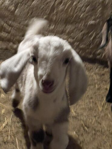 Козы, козлы: Продаю | Козлёнок | Для разведения — 8