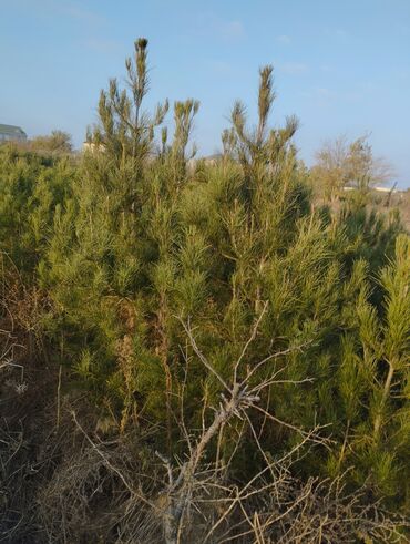 Şitillər: Satılır: iynəyarpaq şam ağacları (fidanlar) - Növ: Şam (Pinus) – — 14