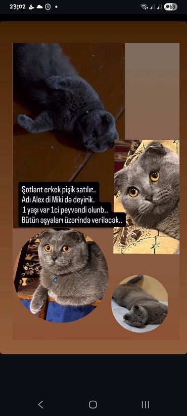 bala pişik adları: Шотладская вислоухая, Самец, Платная доставка