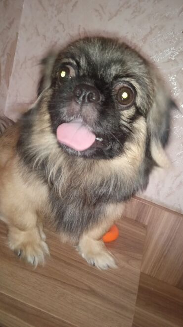 xasqi it: Pekines, 8 ay, Erkek, Ünvandan götürmə