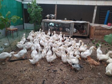 pekin ördək: Dişi, | Kuban, Damazlıq