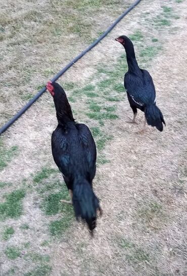 Xoruzlar: Xoruz, Heyratı, il: 1, Ödənişli çatdırılma — 20