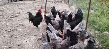 liqorin toyuqlari: Toyuq, Australorp, Yumurtalıq