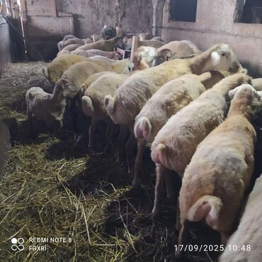 Digər kənd təsərrüfatı heyvanları: Əmlik quzular kiloqramı 10 manat bir az böyük quzular kiloqramı 9 — 6