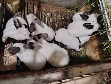 Gəmiricilər: Holland lop dovsanlarina endirim 15 manat.yerli dovsanlar tek tek 6 — 7