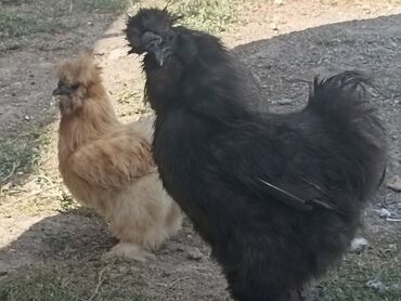 попугай корелла купить: Порода: шелковая курица (Silkie) Описание: - Декоративные птицы с