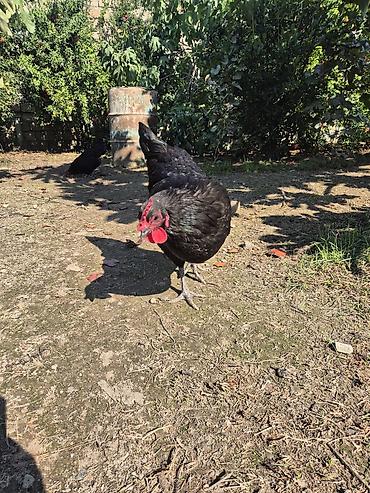 mal satisi: Toyuq, Australorp, Damazlıq — 9