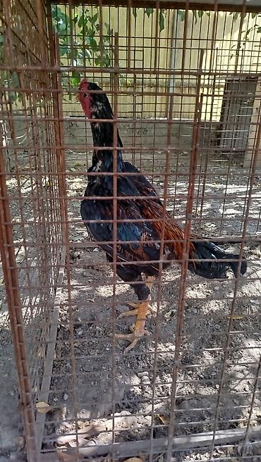 аренда дома для мероприятия: Дакан жожо короз сатылат алмашу жолдору бар жемге жугоруго дамашный — 6
