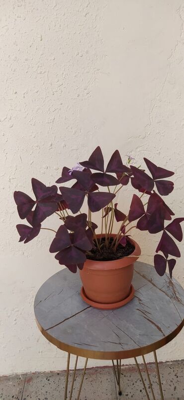 balaca limonun adi: Məhsul: Oxalis triangularis (Bənövşəyi kəpənək yoncası) – saksıda lalafo.az -da balaca limonun adi: Məhsul: Oxalis triangularis (Bənövşəyi kəpənək yoncası) – saksıda