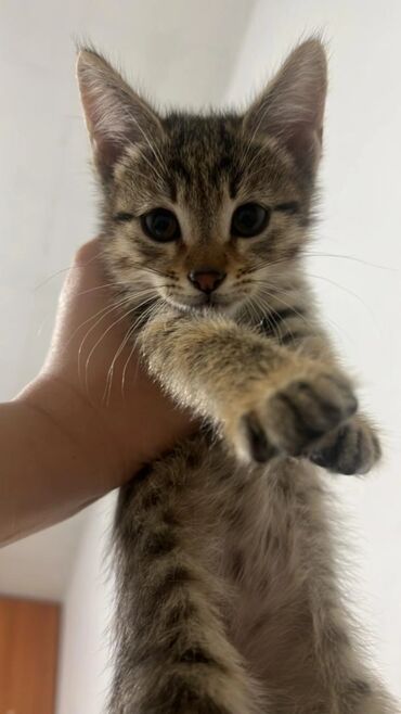 отдам котят в добрые руки бишкек: Отдам котят кошек в хорошие рук, домашние, чистые, приученные