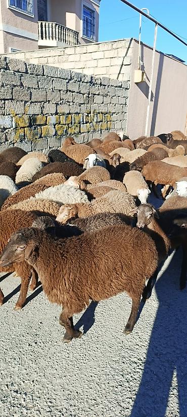 Qoyunlar, qoçlar: Salam aleyküm quzlar 220 mantdan 350 manata kimi qiymeti deyişir — 2